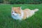 Orange and white domestic longhair cat in the grass