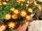 Orange and white flowers Delosperma