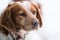 Orange and white French Brittany Spaniel