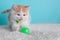 Orange White Kitten Cat Wearing Bow Tie Striped Green Playing Portrait Pet Cute Costume Fluffy Tongue Silly Paw Action Collar Ball