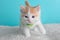 Orange White Kitten Cat Wearing Bow Tie Striped Green Portrait Pet Cute Costume Fluffy Collar Blue Background Walking Close Up