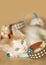 Orange and white kitten playing inside of fall themed paper chain,