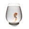 Orange and white Koi carp looking at camera with mouth opened in a glass tank