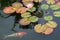 A orange and white koi Cyprinus carpio swims under a flowering water lily plant Nymphaeain.