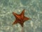 Orange white starfish floating in water