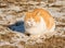 Orange and white stray cat on a snowy field