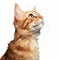 Orange And White Tabby Artwork: Detailed Digital Painting Of A Cat Close-up