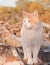Orange and white tomcat standing on top of a wood pile
