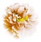 Orange-white watercolor peony flower with yellow stamens on an isolated white background with clipping path. Closeup. For design.