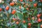 Orange Wild Berries In Ontario Canada