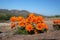 Orange wild flowers