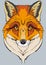 Orange wild fox on gray background