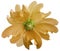 Orange wild mallow flower on a white isolated background with clipping path. Closeup. Element of design.