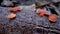 Orange Wild Mushroom grows in dead wood