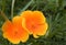 Orange wild poppy papaver rhoeas flower