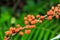 Orange Wild Rhea Debregeasia longifolia fruits