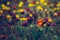 Orange wildflower standing out in a blurred field of wild flowers