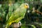 Orange-winged Amazon Or Amazona Amazonica, Also Known Locally As Orange-winged Parrot And Loro Guaro