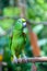 Orange-winged Amazon parrot