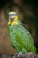 Orange winged amazon Parrot Amazona amazonica