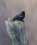 Orange winged blackbird perched on wooden post