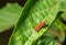 An orange winged bug perched on a roselle tree leaf