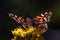 Orange wings on Monarch Butterfly in Pismo Beach Monarch Butterfly Grove on the Central Coast of California USA