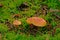 Orange witch`s hat mushrooms in green moss on the forest floor