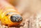 Orange wood pest caterpillar