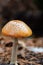 Orange Woodland Mushroom Close Up