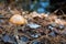 Orange Woodland Mushroom in the Leaves of a Forest