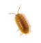 Orange Woodlouse View from above, Porcellio laevis, isolated on white