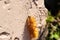 Orange woolly Caterpillar crawling on a stone