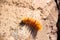 Orange woolly Caterpillar crawling on a stone