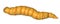 Orange worm insect