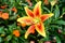 Orange and yellow Asiatic Lily flowers