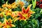 Orange and yellow Asiatic Lily flowers