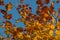 Orange and Yellow Autumn Leaves With Blue Sky