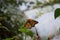 Orange, yellow and black butterfly sitting on a small flower