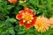 An orange and yellow collarette dahlia in a garden