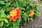 An orange and yellow collarette dahlia in a garden