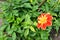 An orange and yellow collarette dahlia in a garden