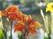 Orange and Yellow color flower Indian shot, India short plant, India shoot, Butsarana, Cannas, Canna lily, Canna indica, CANNACEAE