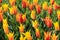 Orange and yellow crown shaped tulips