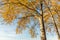 Orange yellow discolored leaves on the branches of birch trees in the autumn season against a blue sky