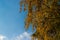 Orange yellow discolored leaves on the branches of birch trees in the autumn season against a blue sky. Peaceful nature