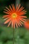 Orange Yellow Flower. Detail from Gerbera L. is a genus of plants in the Asteraceae Daisy Family with Natural Light.