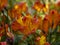 Orange and yellow flowers of Alstroemeria Flaming Star