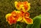 Orange and yellow flowers of Canna Indica.