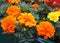 Orange and yellow flowers close up. Marigolds of different colors. Potted flowers.